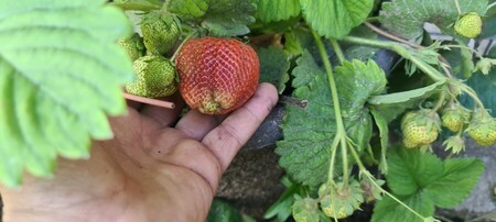 grosse fraise en &eacute;lectroculture