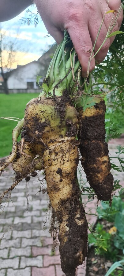 grosse carotte electroculture