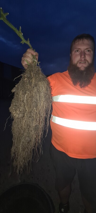 racine de tomate impr&eacute;ssionnant en electroculture avec mon amis lionnel vix