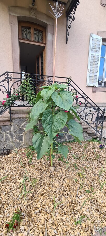 tournesol reccord en court de croissance 2025