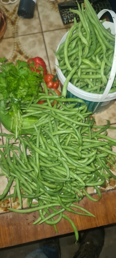 r&eacute;colte haricot en electroculture