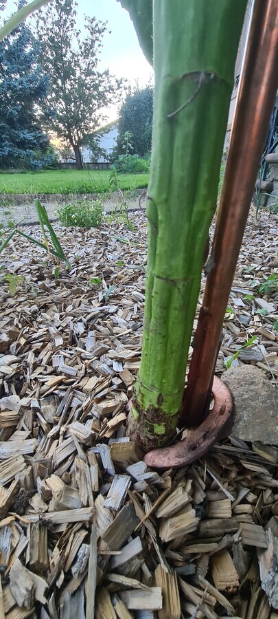 tournesol en &eacute;lectroculture