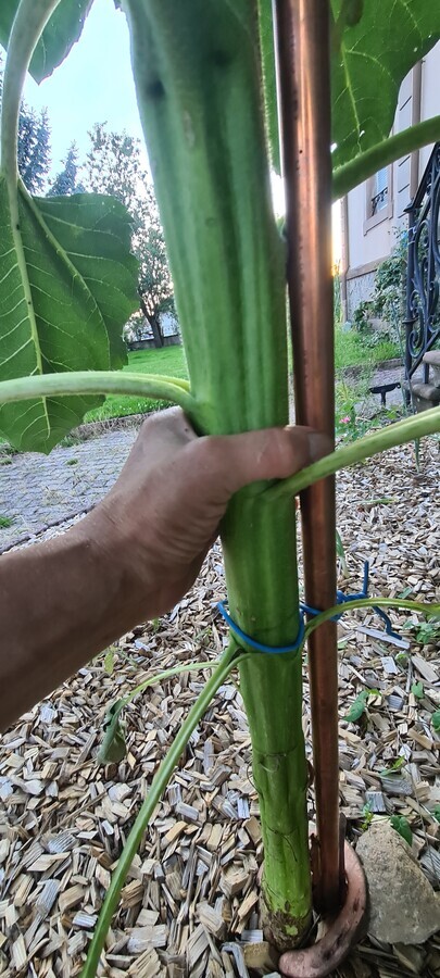 tronc du tournesol impr&eacute;ssionant