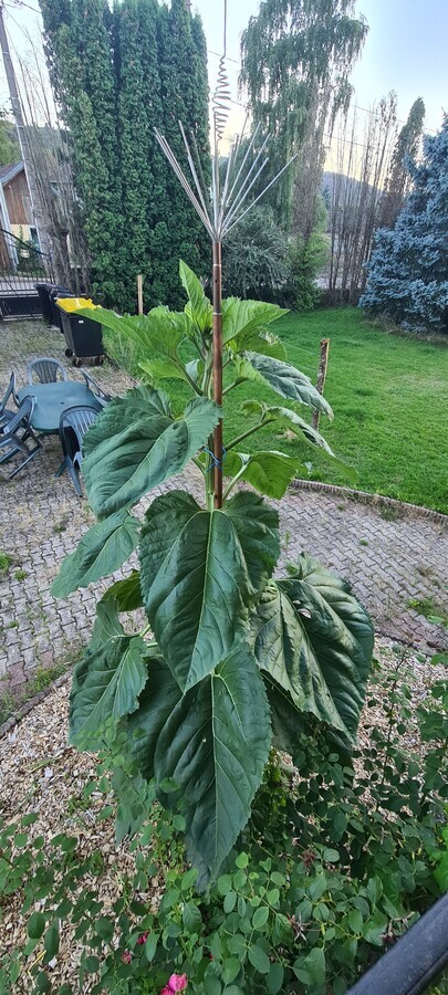 v&eacute;g&eacute;tation feuille du tournesol g&eacute;ant 2025