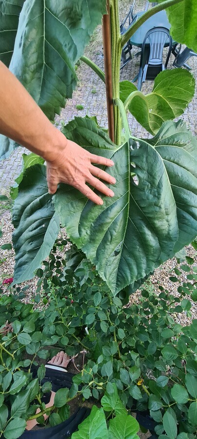 feuille du tournesol g&eacute;ante