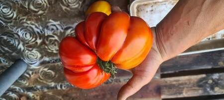tomate g&eacute;ante du jardin bio electroculture permaculture