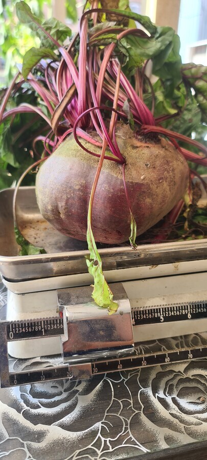 grosse b&eacute;trave g&eacute;ante