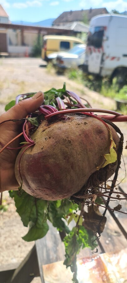 grosse b&eacute;trave du jardin bio &eacute;lectroculture aladdin bsa concept