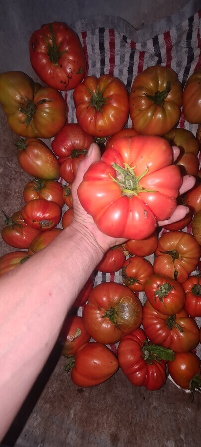 gross tomate du jardin &eacute;lectroculture bsa concept aladdin 2025