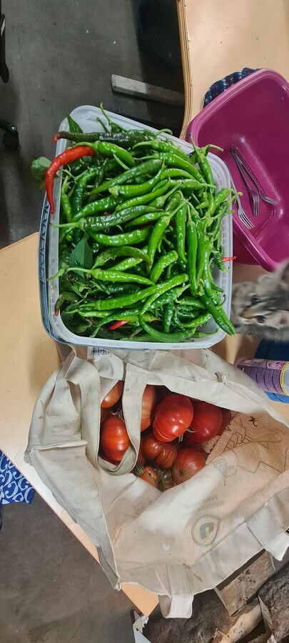 l&eacute;gume jardin bio &eacute;lectroculture permaculture