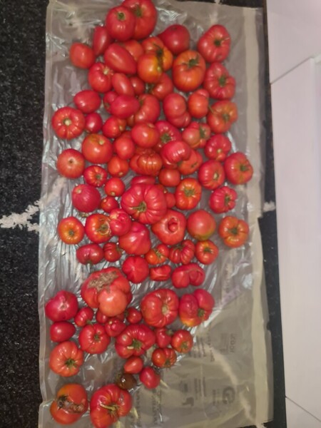 r&eacute;colte tomate du jardin d'aladdin &eacute;lectroculture 2025