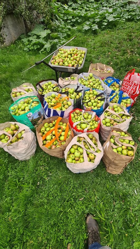 pomme du jardin en &eacute;lectroculture r&eacute;colte 2025 pour jus de pomme