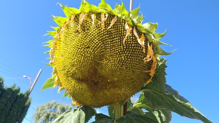 tournesol reccord 2025