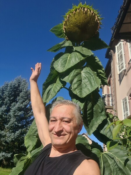 &eacute;lectroculture bsa concept tournesol g&eacute;ant