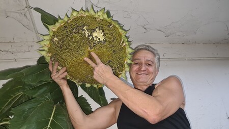 aladdin et sont tournesol g&eacute;ant