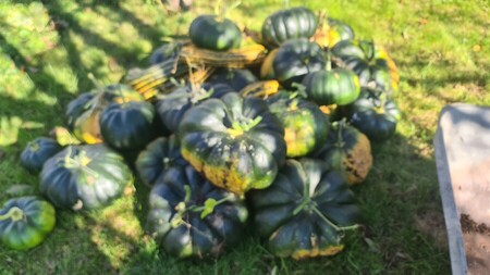 potiron muscat de provence