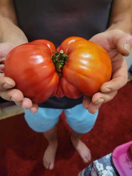 grosse tomate &eacute;lectroculture