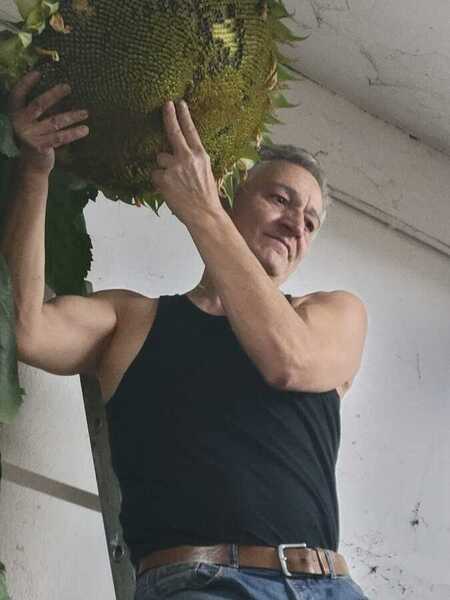 tournesol g&eacute;ant 2025