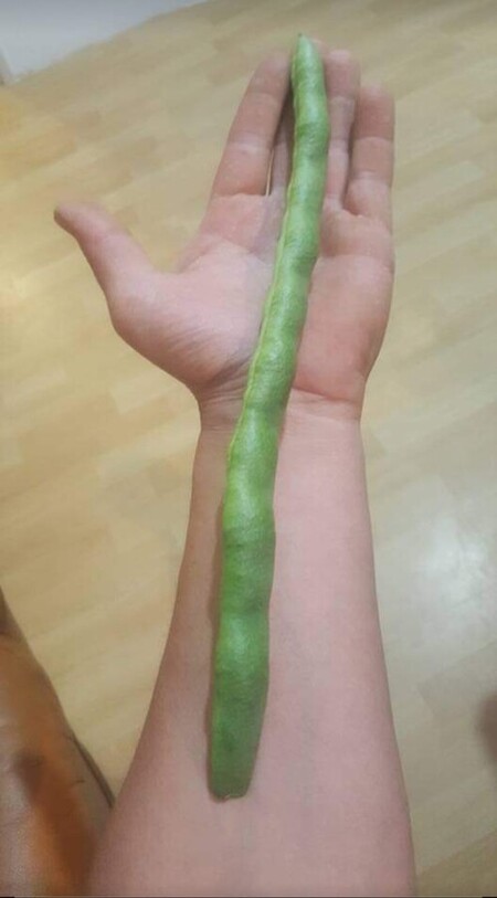 haricot g&eacute;ant en &eacute;lectroculture