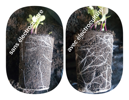 pr&eacute;sentation avec et sans &eacute;lectroculture la diff&eacute;rence racinnaire