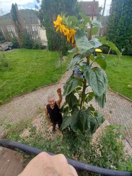 tournesol g&eacute;ant reccord