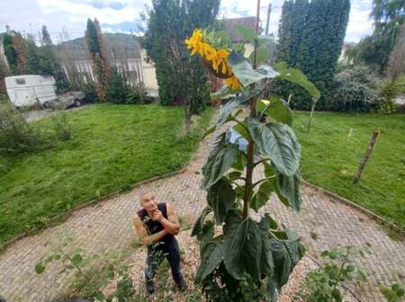 tournesol permaculture