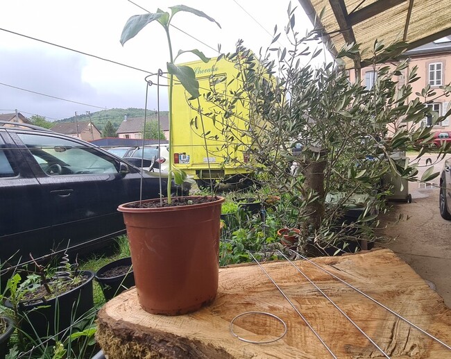 Tuteur pour plante style anneaux circuit lakhovskiy &eacute;lectroculture