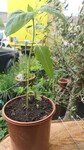 Tuteur pour plante style anneaux circuit lakhovsky &eacute;lectroculture